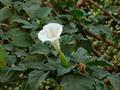 thorn apple